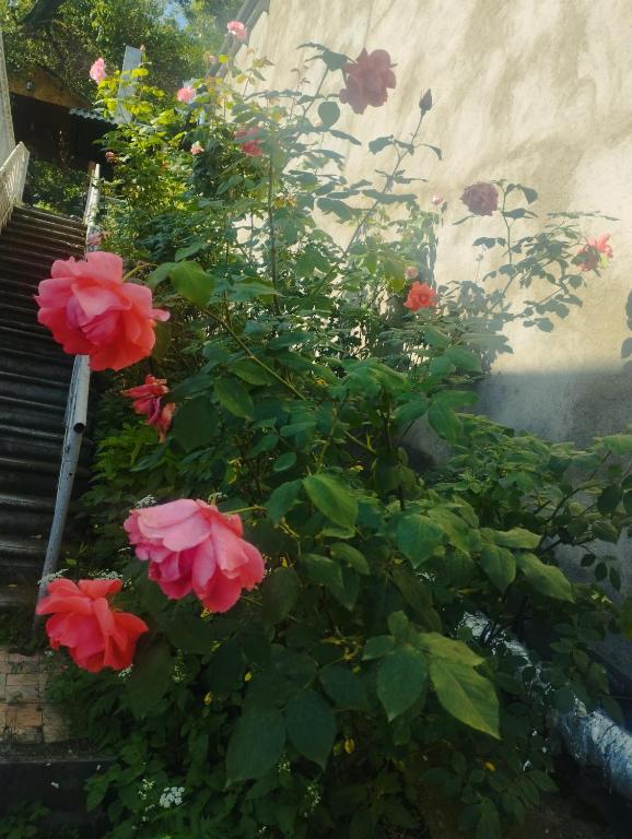 Zahrada ubytování BBQ House