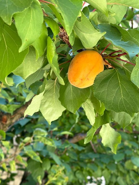 an orange fruit is growing on a tree at Albicocca in Falconara Marittima