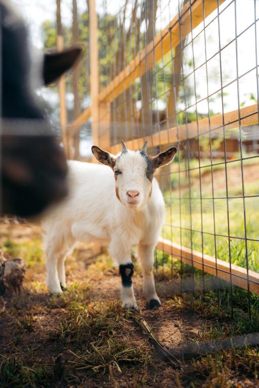 Domácí mazlíčci ubytovaní s hosty v ubytování Milea Agritourism