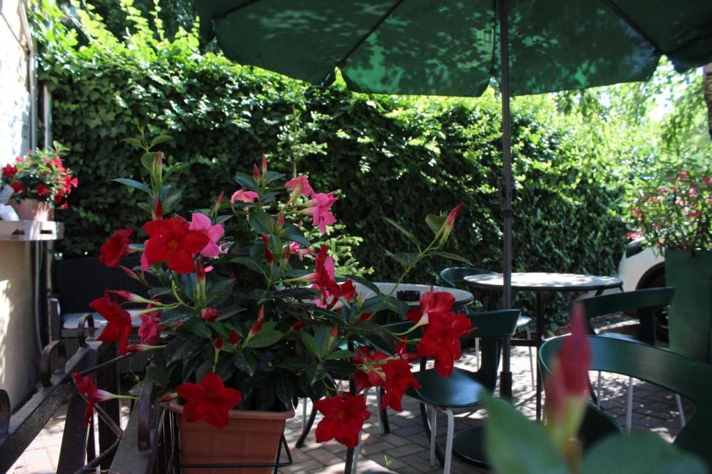 Zahrada ubytování Domino Hotel