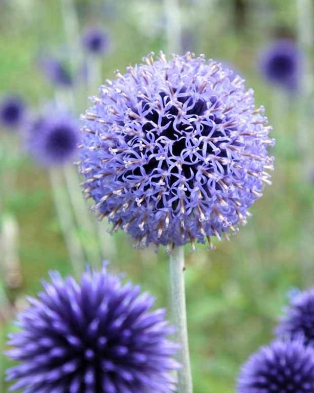Une bande de fleurs violettes dans un champ dans l'établissement GRUISSAN, Studio Cabine, Au Calme VUE DÉGAGÉE SUR MARINA, à Gruissan