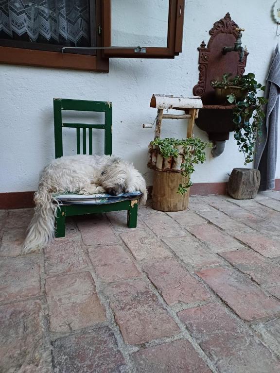 Domáce zviera alebo zvieratá hostí v ubytovaní Gemütlichkeit am Vierkanthof - Apartment 2