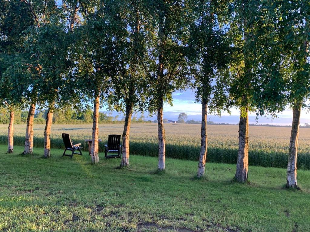 Zahrada ubytování Romantic Luxus Glamping 3