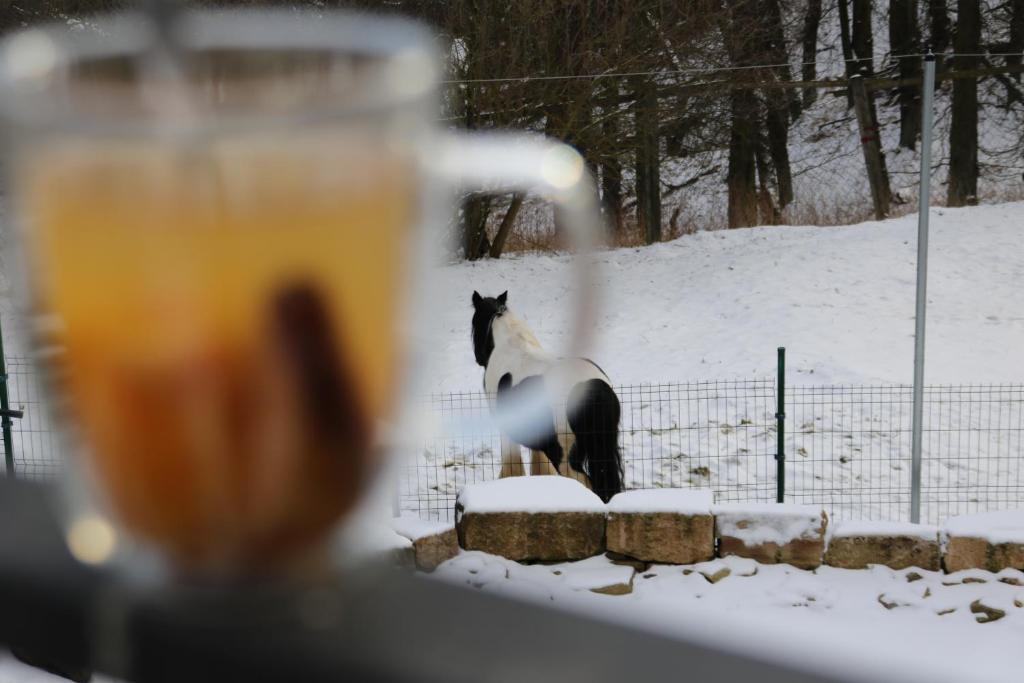 Zvířata v apartmánu nebo okolí