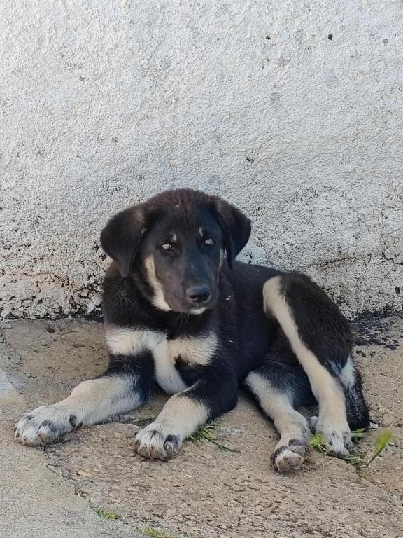 Domácí mazlíčci ubytovaní s hosty v ubytování Herdade Monte Novo Do Pocinho