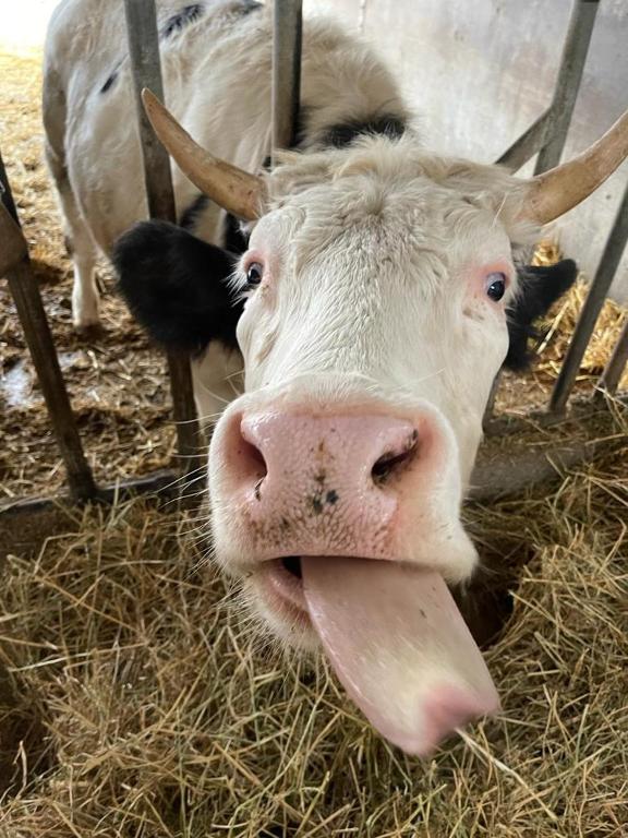 Zvieratá na farme alebo blízkom okolí