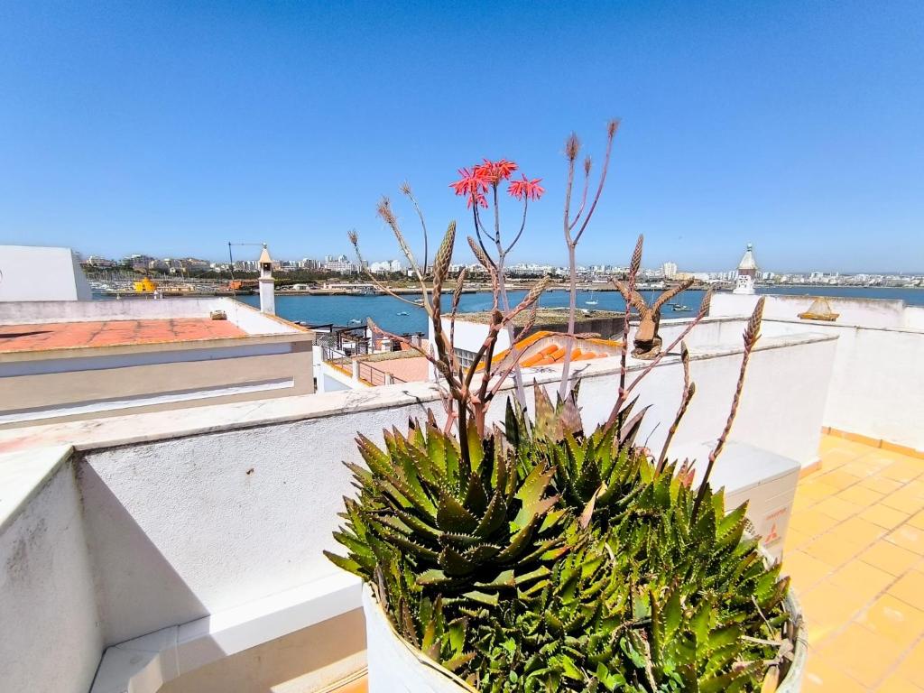 una planta en una olla en la parte superior de un edificio en Sweet Home Casa Melita 1º Piso, en Ferragudo