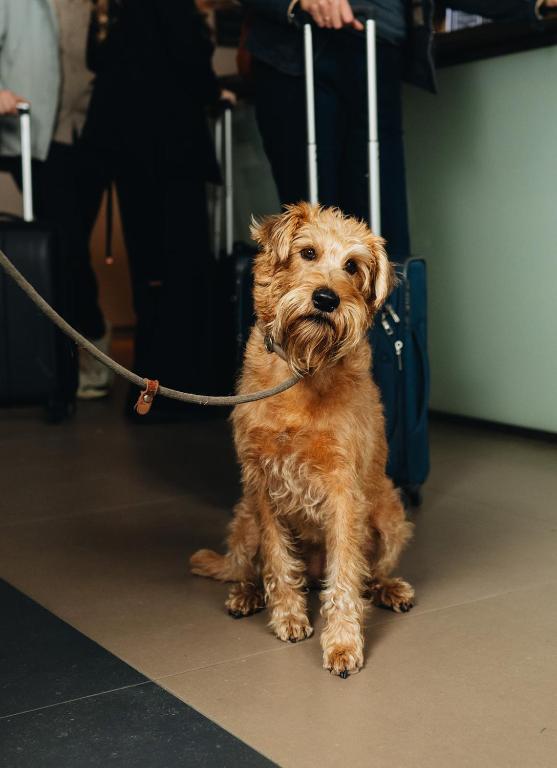 Hotel de Zeeuwse Stromen - Duinpark - Duinvilla 4 Personne (chien-ami)