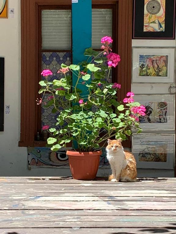 O animal ou animais de estimação com os hóspedes em Art Hostel Casa Chaman