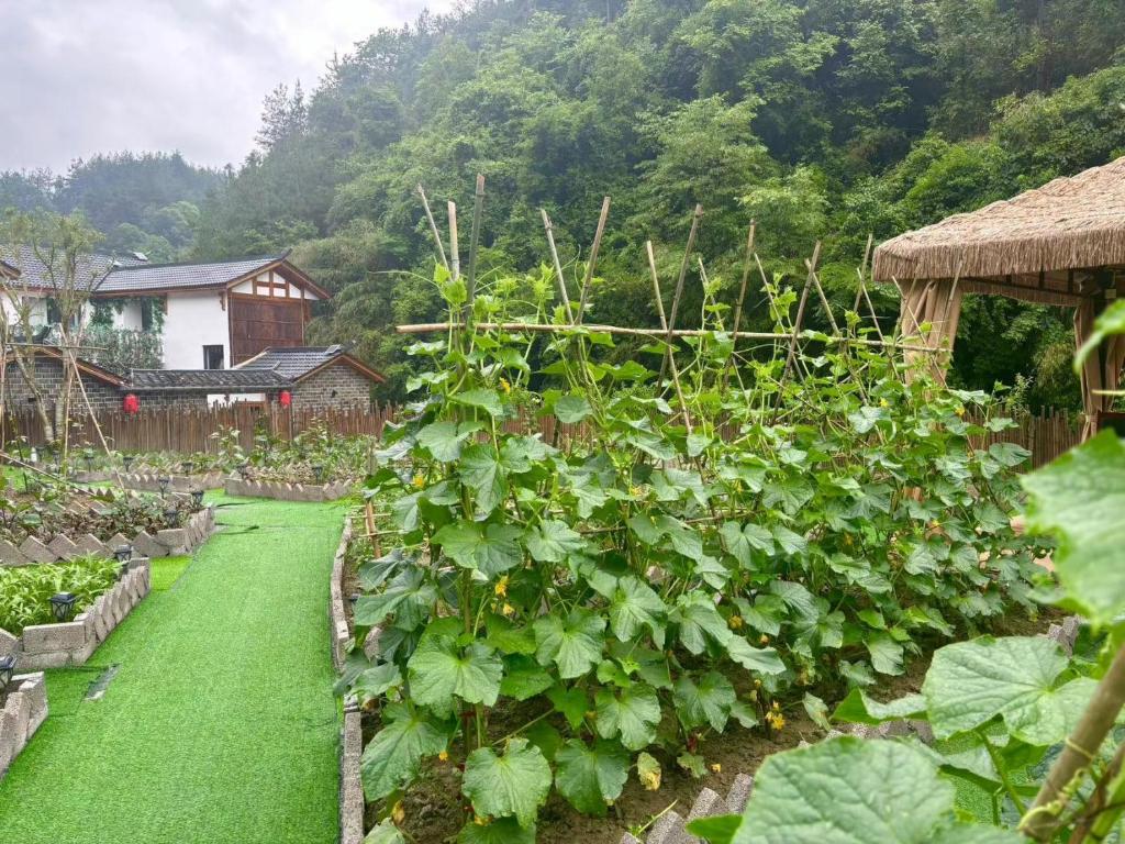 Zahrada ubytování 楊家小院
