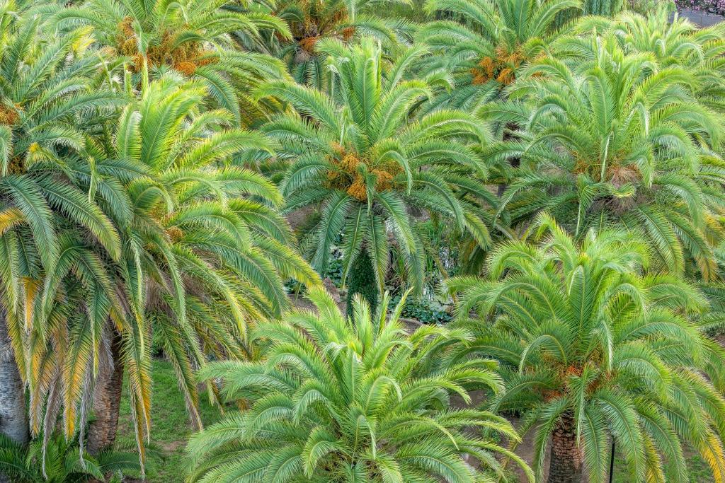 an aerial view of palm trees in a forest at Hôtel Campo Dell'oro in Ajaccio