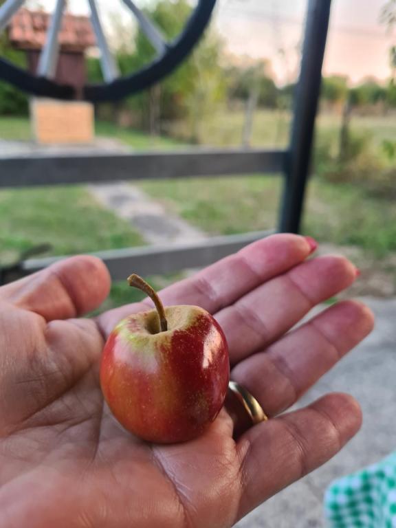 Foto dalla galleria di Šuma za odmor a Mladenovac