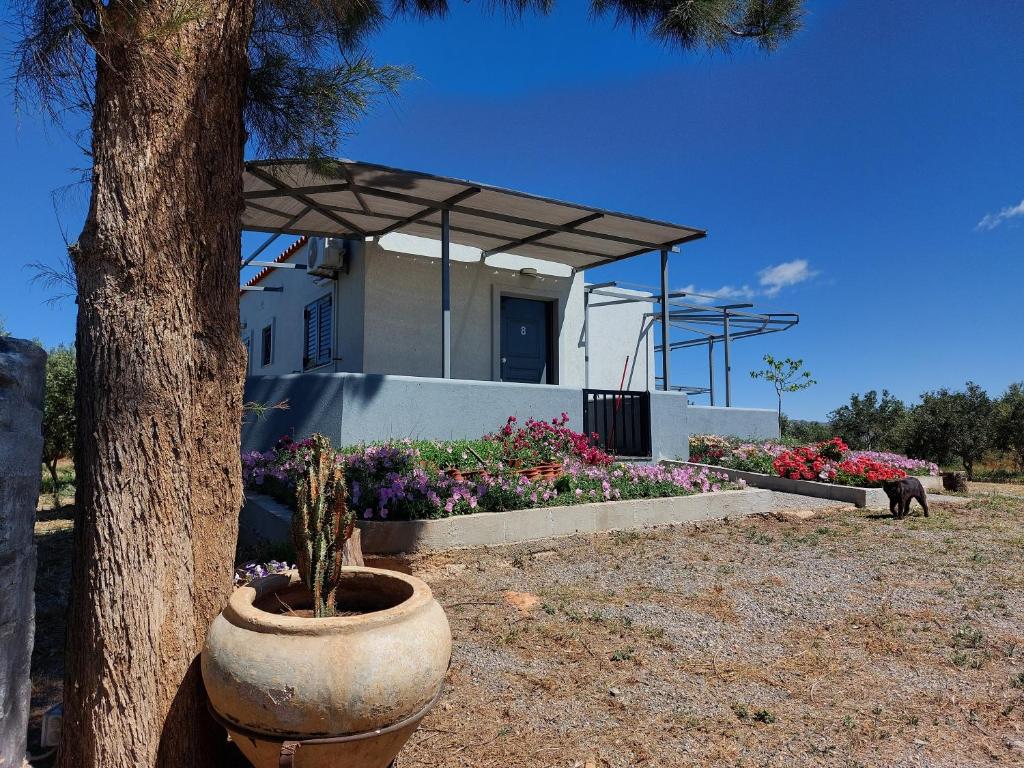 Photo de la galerie de l'établissement Pounta Apartments, à Vingláfia