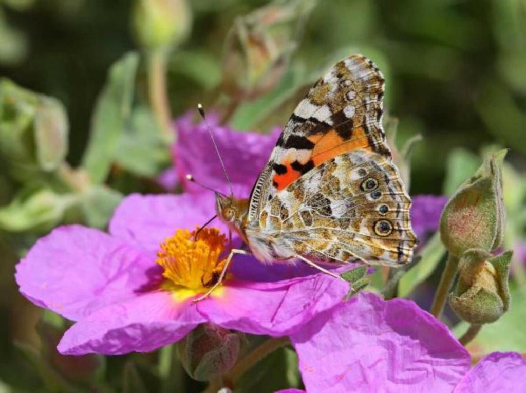 Tiere in der Villa oder in der Nähe
