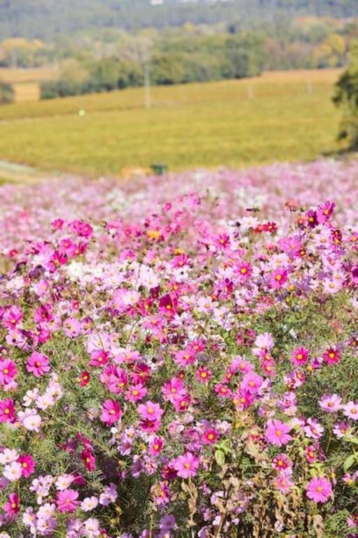 Ein Garten an der Unterkunft Villa Cinsault, un bijou pour votre séjour en Provence Verte