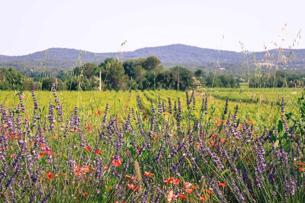 Naturlandschaft in der Nähe der Villa