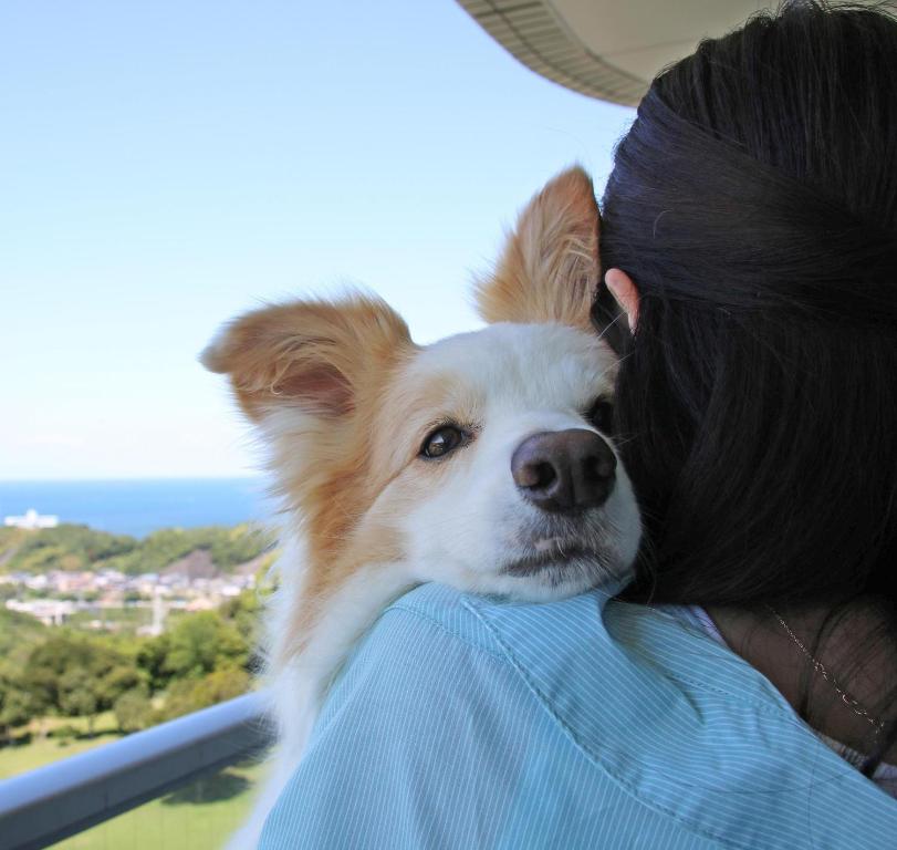 Domácí mazlíčci ubytovaní s hosty v ubytování Nanki Shirahama Dog Paradise
