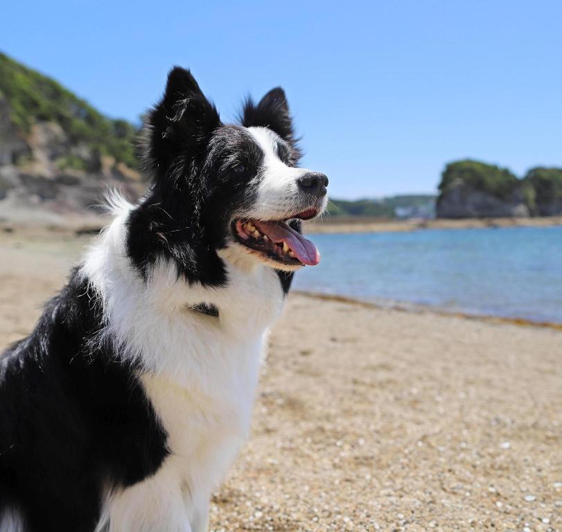 Domácí mazlíčci ubytovaní s hosty v ubytování Nanki Shirahama Dog Paradise