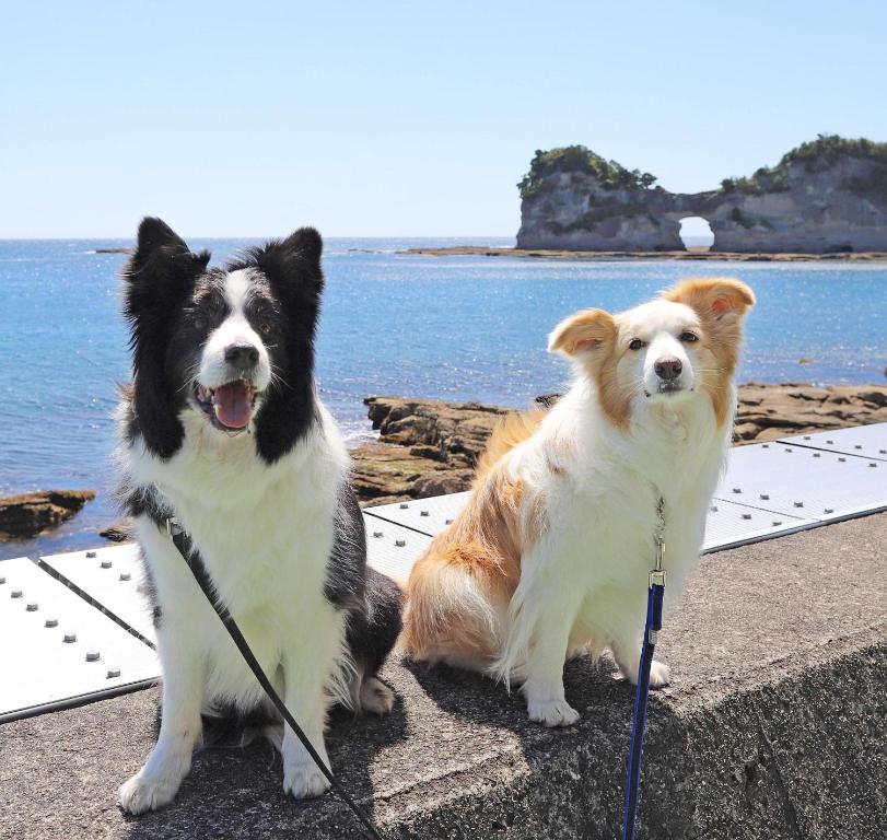 Domácí mazlíčci ubytovaní s hosty v ubytování Nanki Shirahama Dog Paradise
