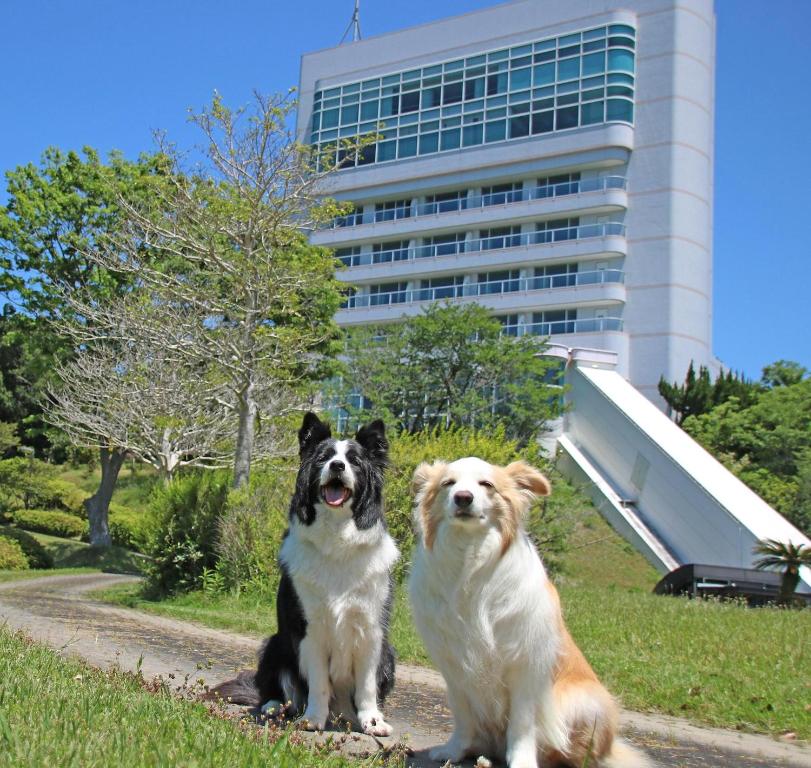 Domácí mazlíčci ubytovaní s hosty v ubytování Nanki Shirahama Dog Paradise