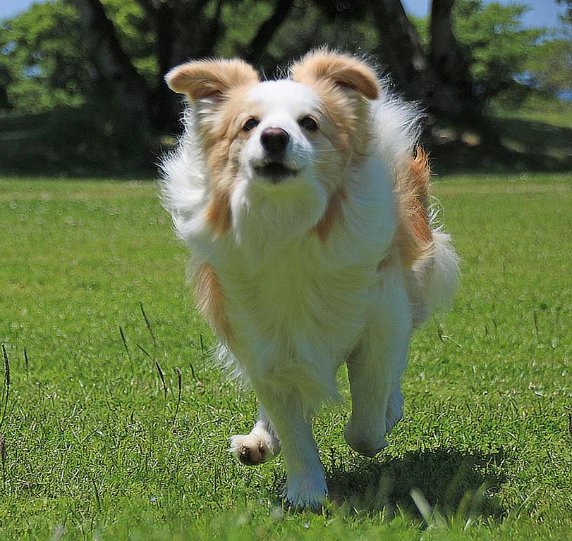 Domácí mazlíčci ubytovaní s hosty v ubytování Nanki Shirahama Dog Paradise