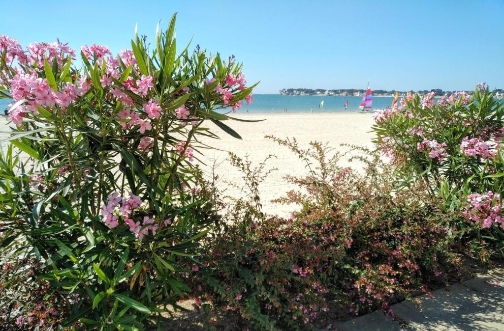 two bushes with pink flowers on the beach at Le Capitole - Studio d'exception accès direct à la plage Benoît in La Baule