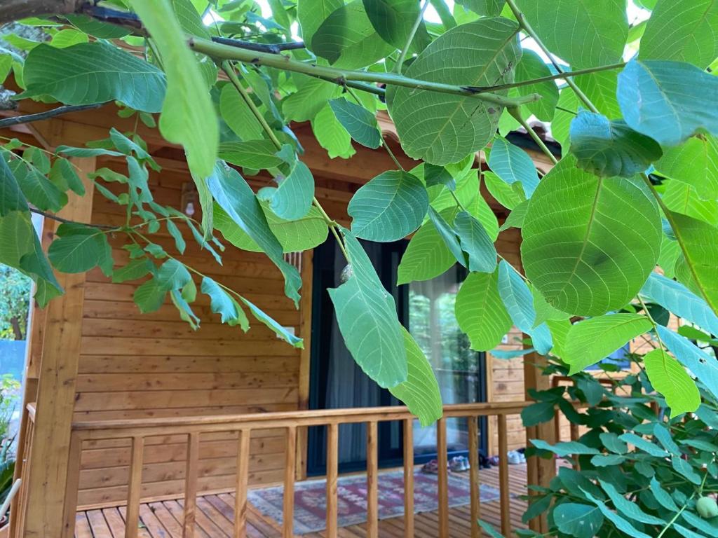 Canario Bungalows - 17