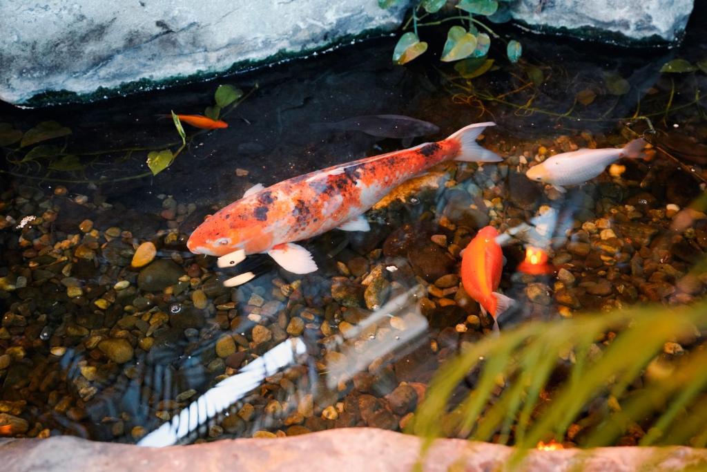 Hôtel Québec Inn par JARO - Resim 25