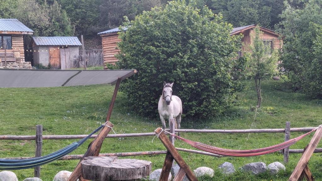 Zvířata v penzionu nebo okolí