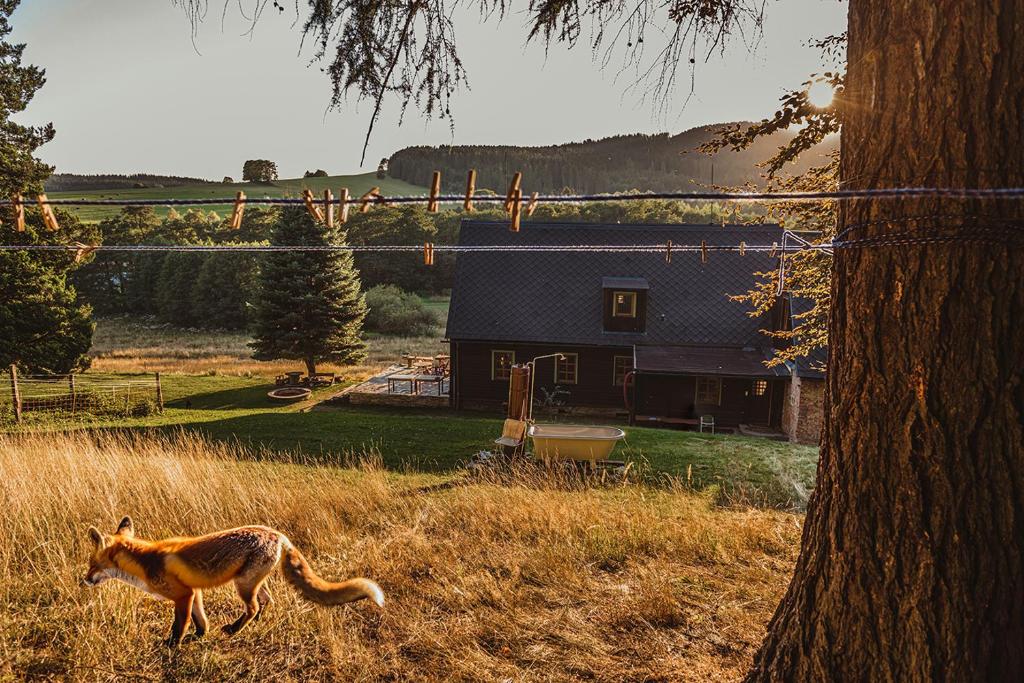a coyote walking in a field next to a house at Zlatorudná chalupa in Bruntál