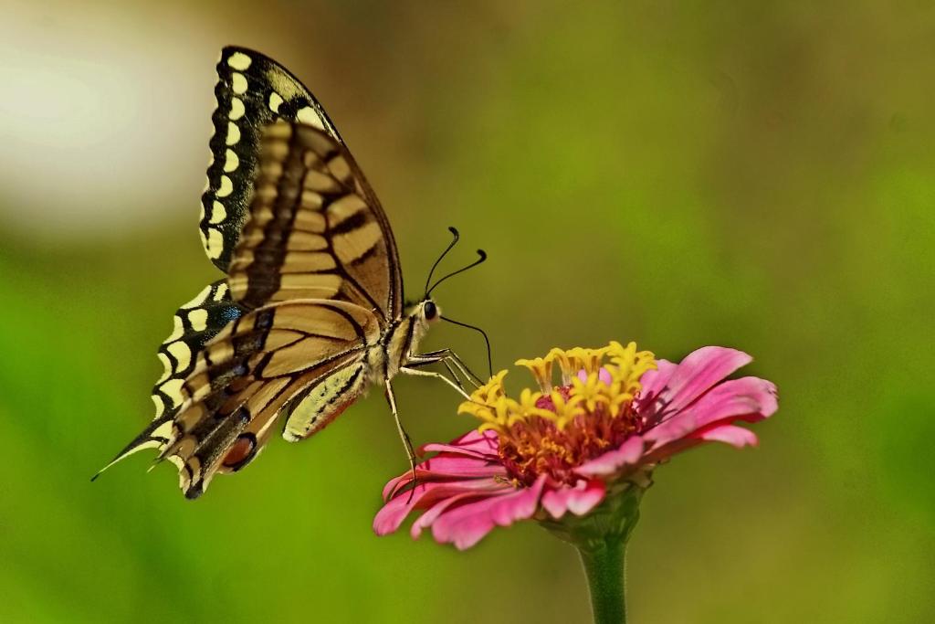 a butterfly is perched on a pink flower at Paul's Garden Studios in Haraki