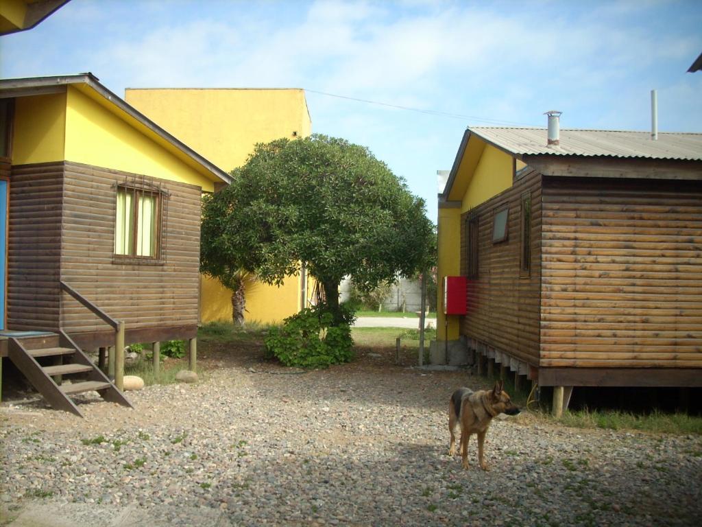 einem Hund, der vor einem Haus steht in der Unterkunft Cabañas Caleta San Pedro in La Serena