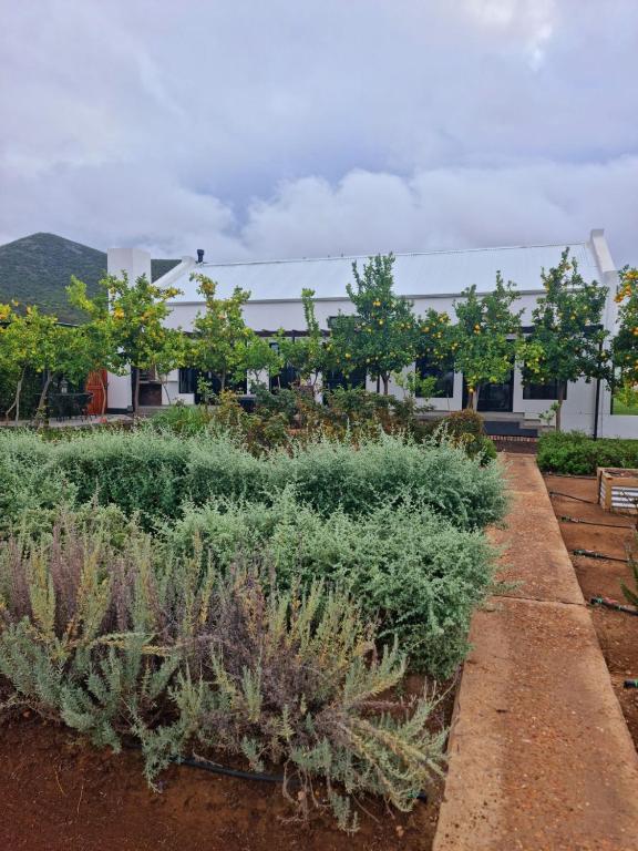 a garden with plants in front of a building at Klawerjas Flute Cottage in Robertson