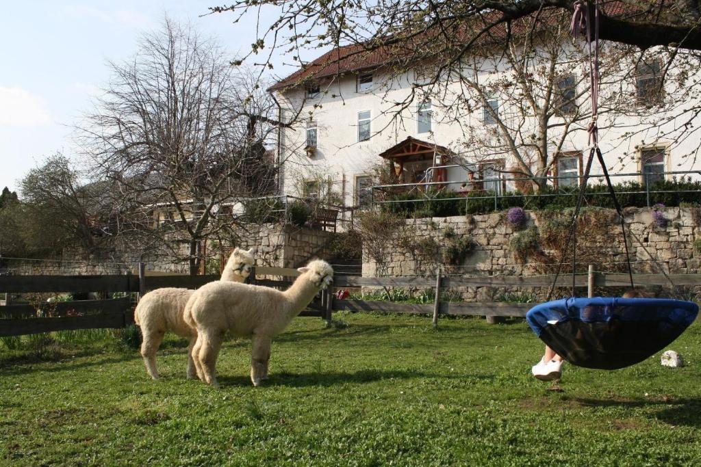 Zvířata v apartmánu nebo okolí