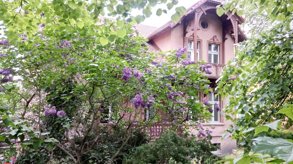 a pink house with trees in front of it at Villa Maria Rosaria in Oborniki Śląskie