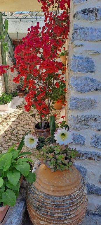 Κήπος έξω από το Grandpa's home