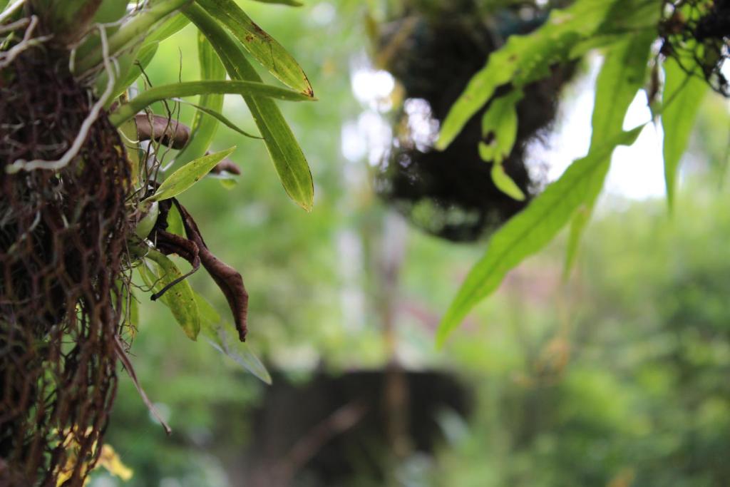 ジャ・エラにあるNatures Bliss Garden Stayのギャラリーの写真