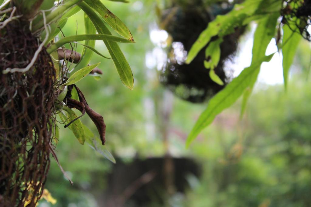 a close up of a tree with leaves on it at Natures Bliss Garden Stay in Ja-Ela