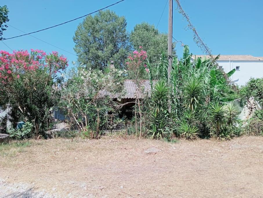 Zahrada ubytování Spiros House
