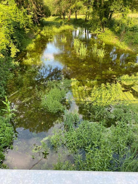 ein Teich mit Gras und Pflanzen auf einem Feld in der Unterkunft Le Moulin de Chambon in Villedieu-sur-Indre