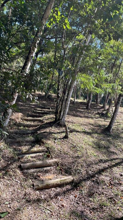 a group of logs on the ground in a forest at Vila Dravida Petar in Iporanga