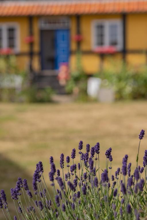 Zahrada ubytování Pension Slægtsgaarden