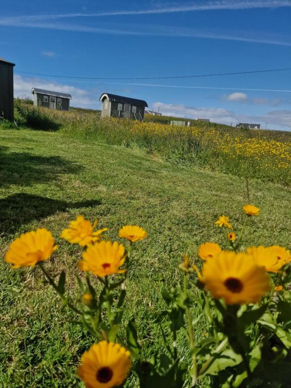Wild Meadow Huts photo