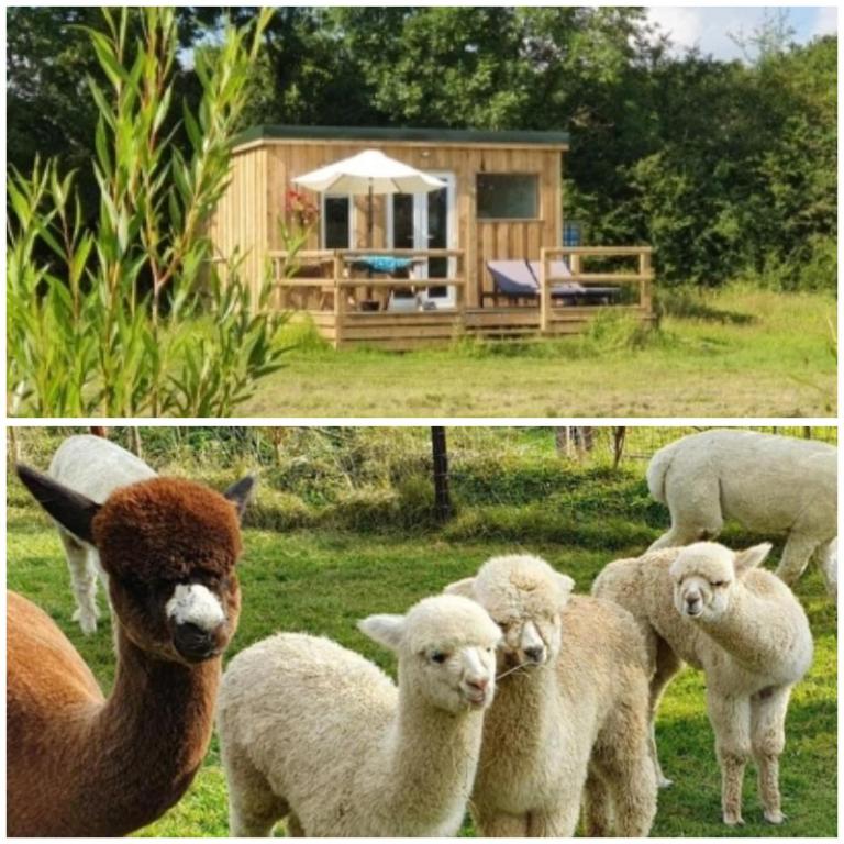 a group of sheep and a llama standing in a field at Dartmoor Reach Alpaca Farm Heated Cabins 5 mins drive to Dartmoor in Bovey Tracey