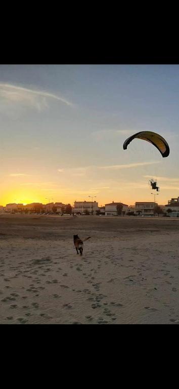 un chien courant sur la plage avec un cerf-volant dans l'établissement Repos, nature et famille, à Narbonne-Plage
