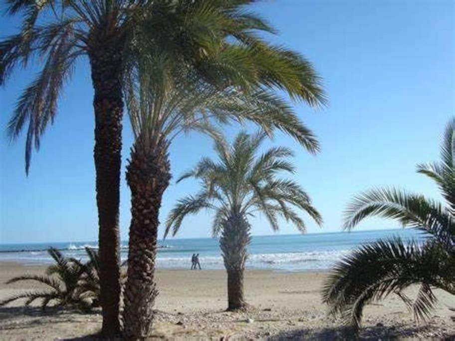 トレブランカにあるPiso Centro Torreblancaの海辺の椰子