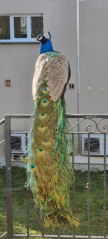 Le Gîte du Festival Sud Aqua - Avignon TGV - Resim 19