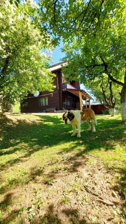 a dog standing in the grass in front of a house at Cabana Dochita in Ceahlău