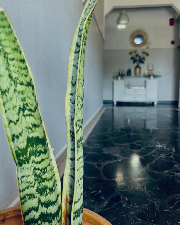 Fotografie z fotogalerie ubytování Aktaion Hotel v destinaci Skála Alykís