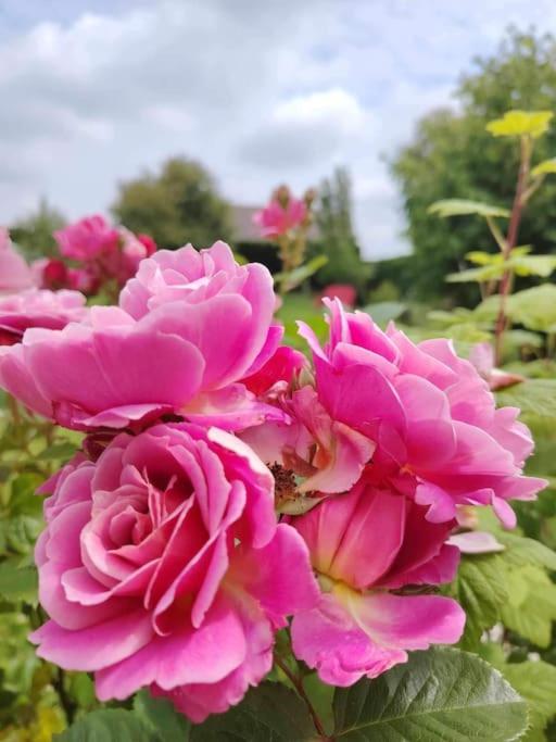 Zahrada ubytování Le Jardin des Lacs Gîte Nature et SPA